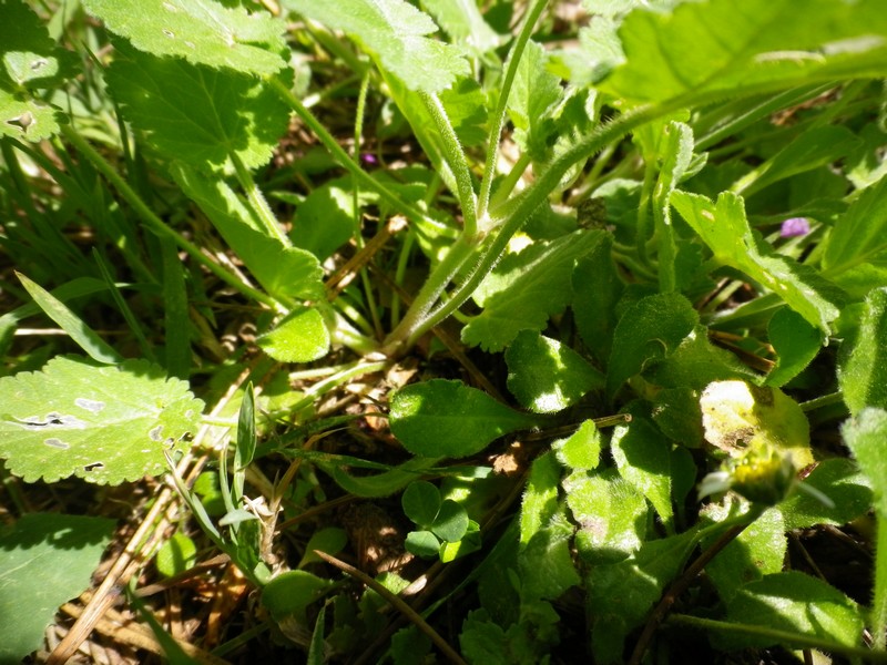 Erodium malacoides (L.) L''Hr. subsp. malacoides